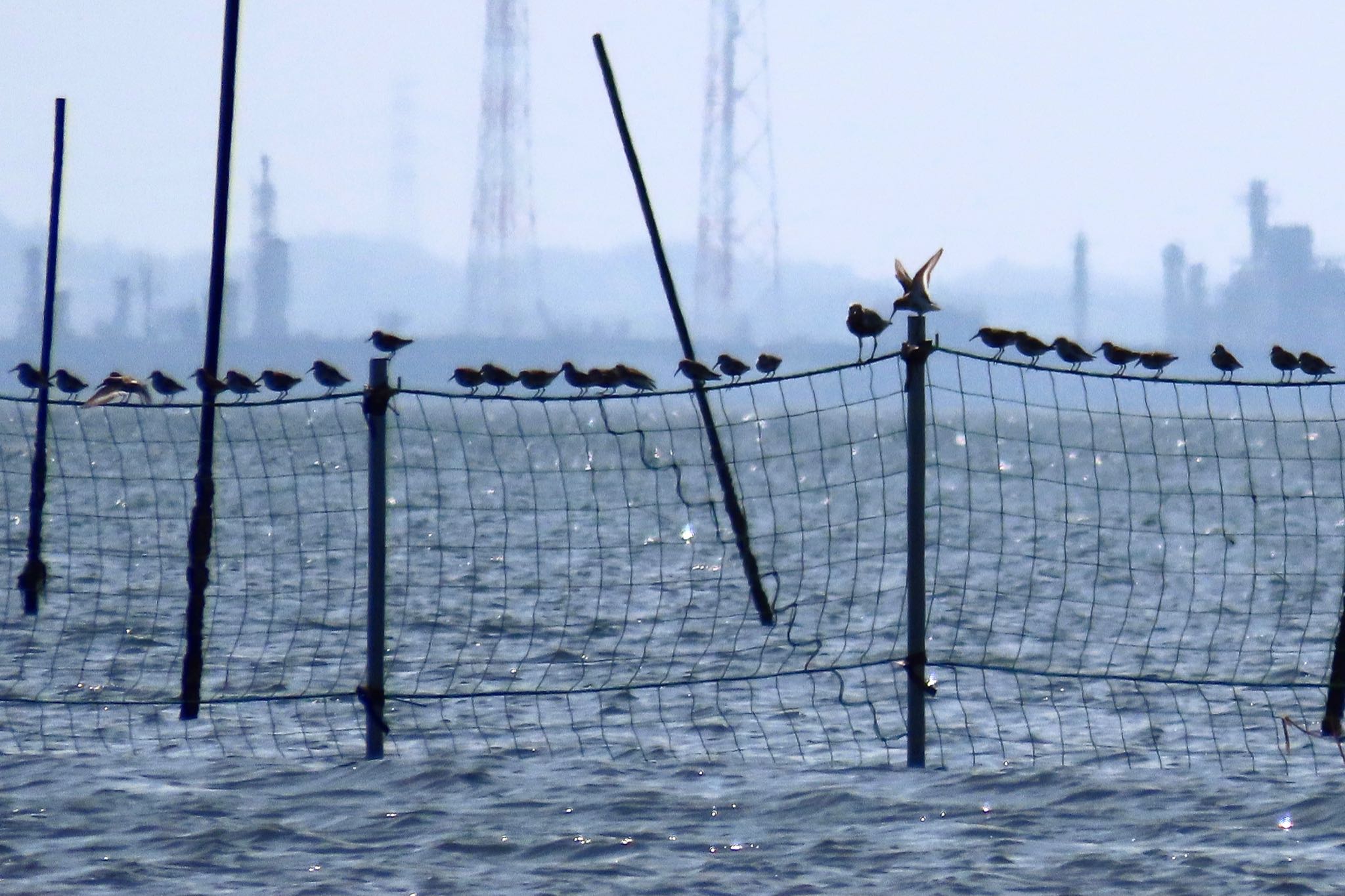 ふなばし三番瀬海浜公園 ハマシギの写真 by KozBird