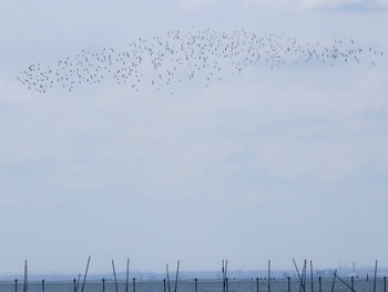 ハマシギ ふなばし三番瀬海浜公園 2024年4月13日(土)