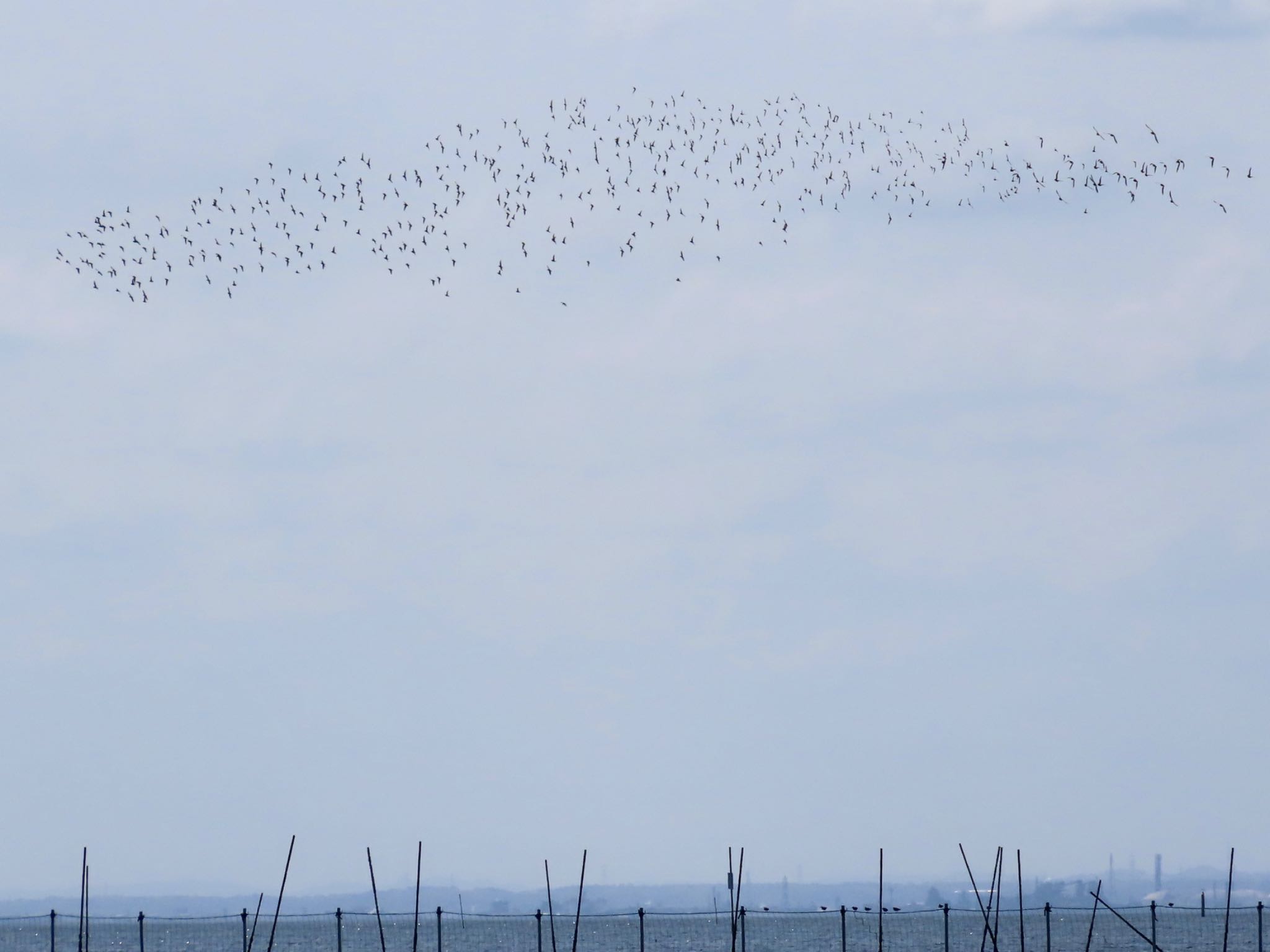 Dunlin