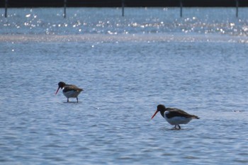 ミヤコドリ ふなばし三番瀬海浜公園 2024年4月13日(土)