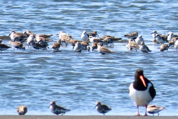 ハマシギ ふなばし三番瀬海浜公園 2024年4月13日(土)