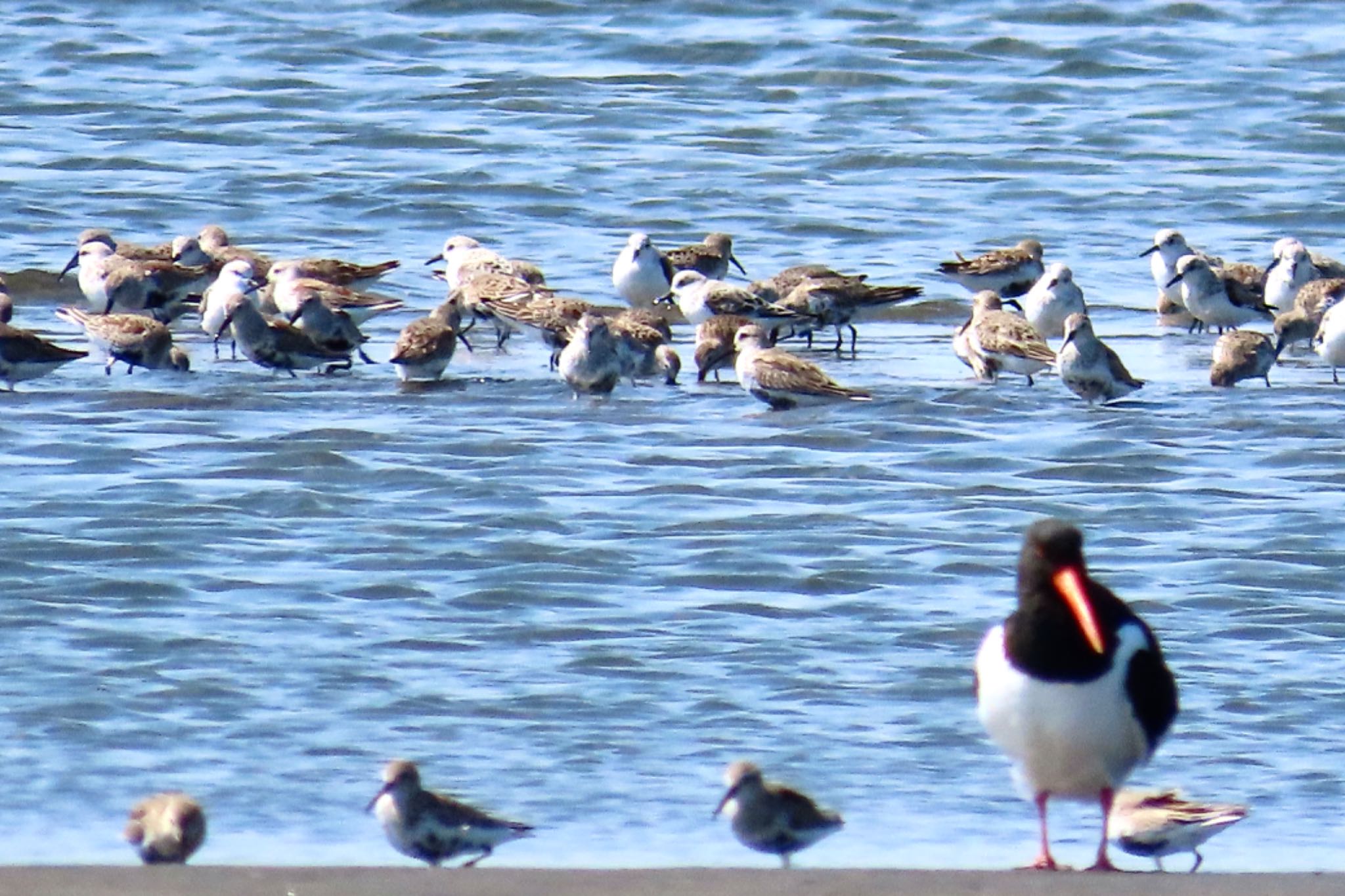 ふなばし三番瀬海浜公園 ハマシギの写真 by KozBird