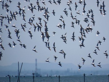 ハマシギ ふなばし三番瀬海浜公園 2024年4月13日(土)