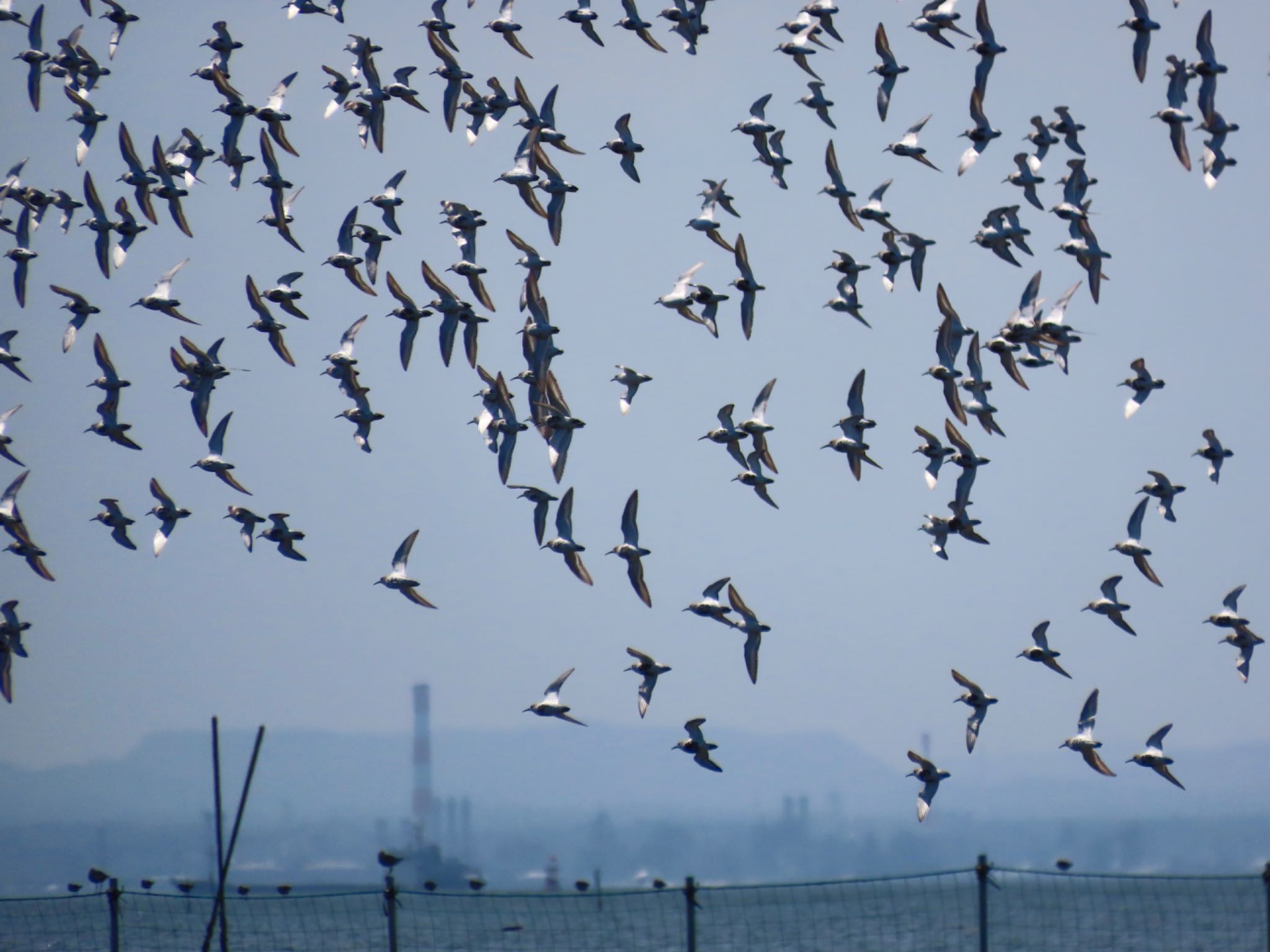 Dunlin