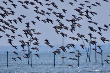 ハマシギ ふなばし三番瀬海浜公園 2024年4月13日(土)