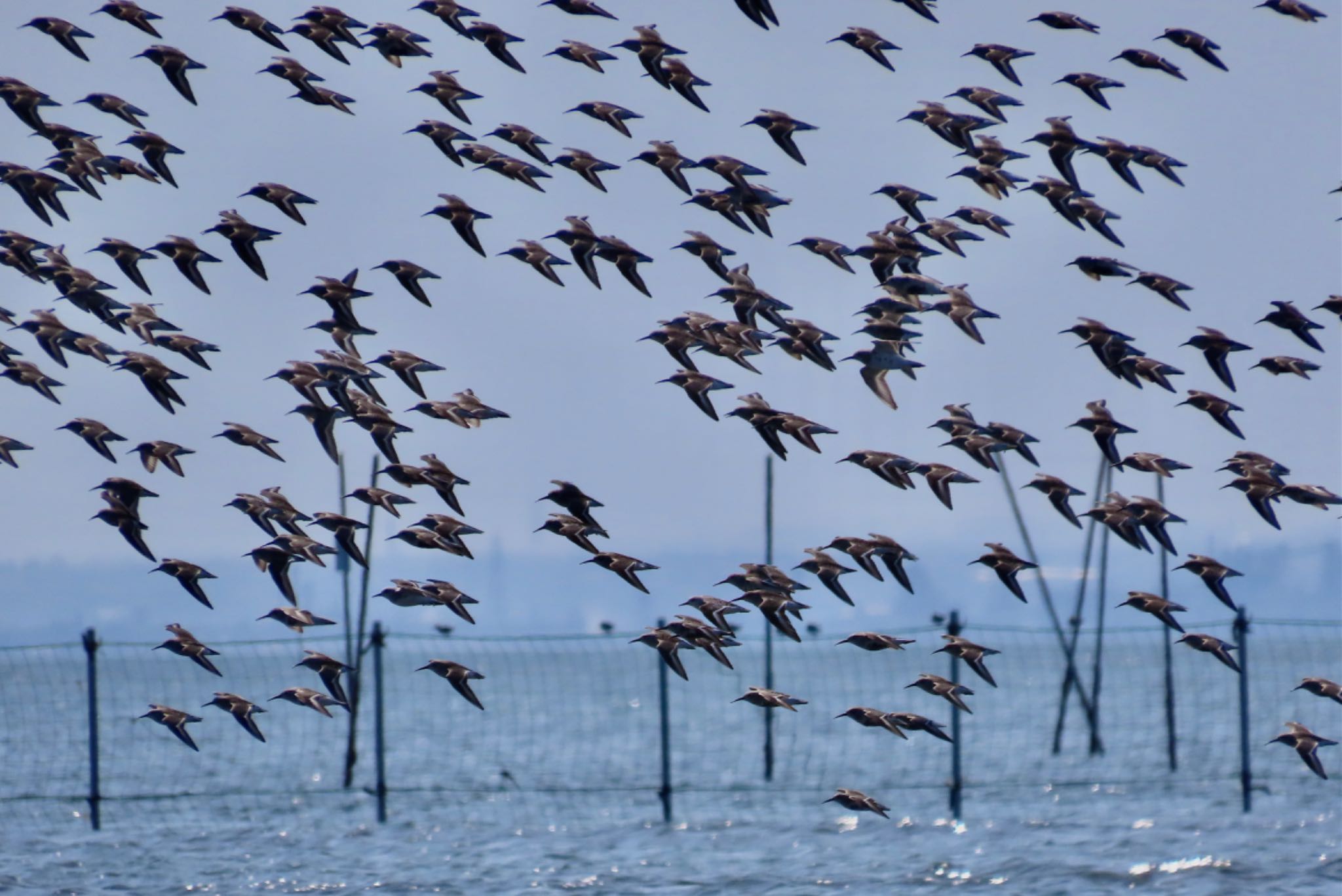 Dunlin