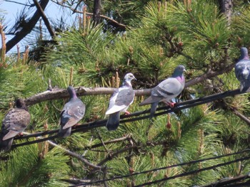 Rock Dove Sambanze Tideland Sat, 4/13/2024