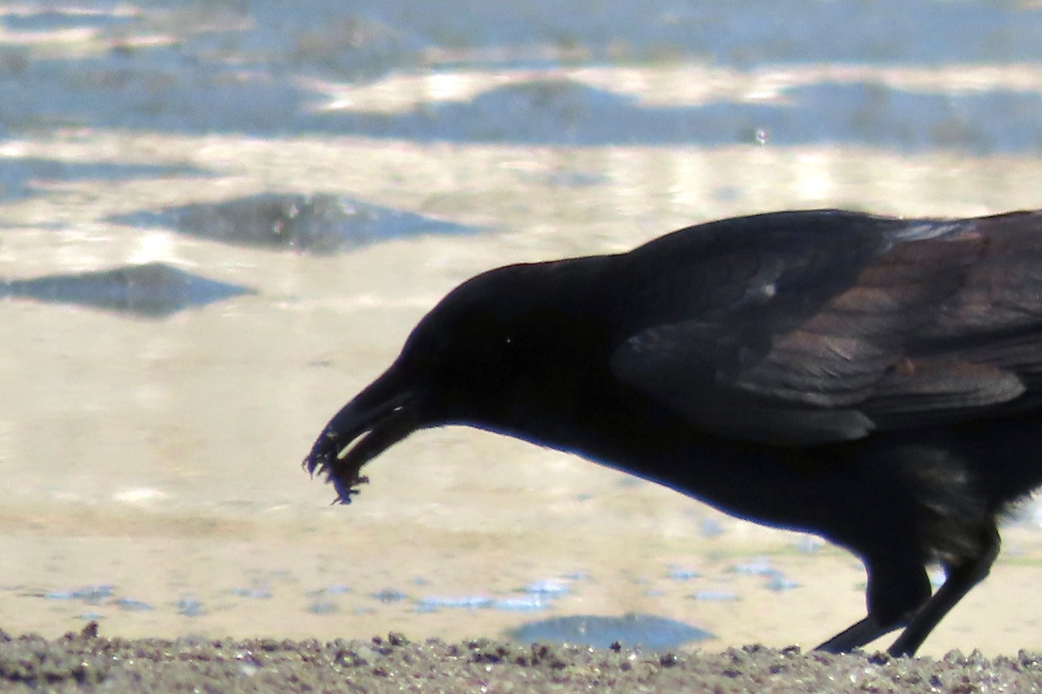 ふなばし三番瀬海浜公園 ハシボソガラスの写真 by KozBird