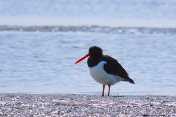 Eurasian Oystercatcher Sambanze Tideland Sat, 4/13/2024