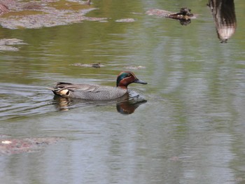 Eurasian Teal Hattori Ryokuchi Park Sat, 4/13/2024