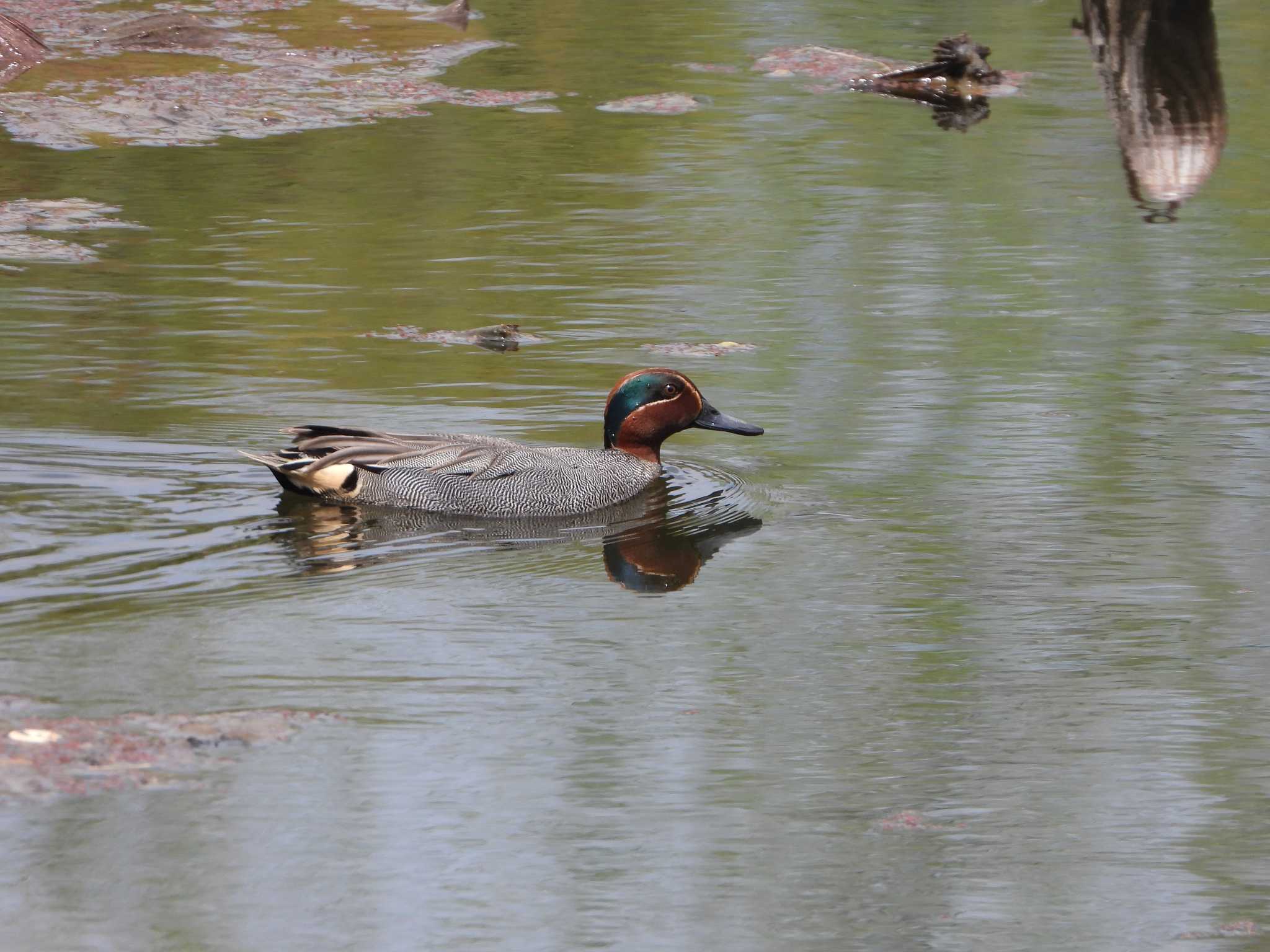 Photo of Eurasian Teal at Hattori Ryokuchi Park by ひよひよ