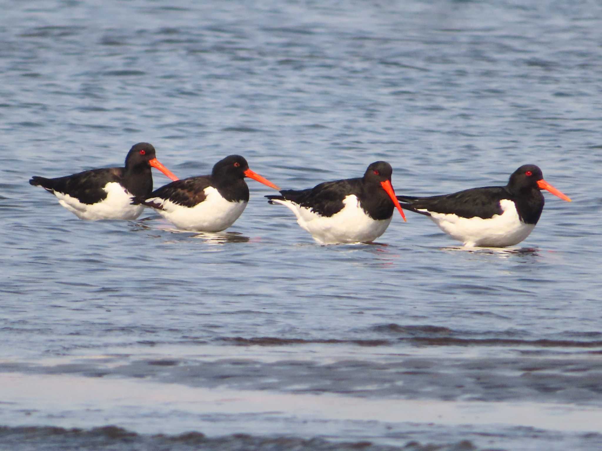 Photo of Eurasian Oystercatcher at Sambanze Tideland by ゆ