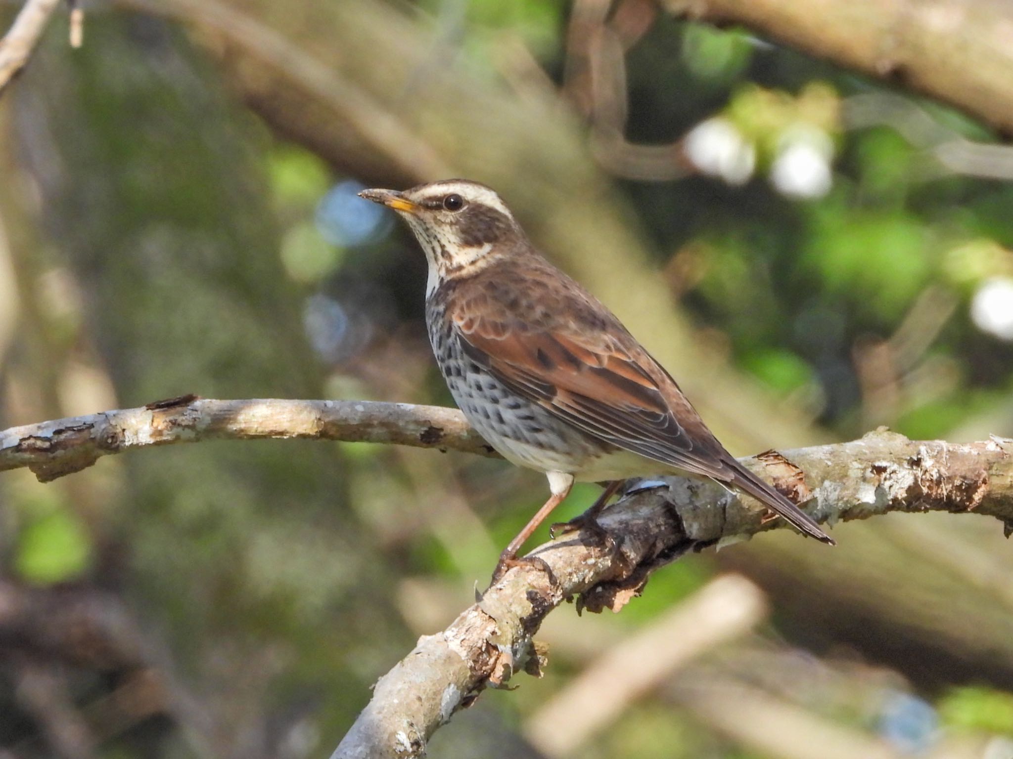 Photo of Dusky Thrush at Kitamoto Nature Observation Park by クロやん