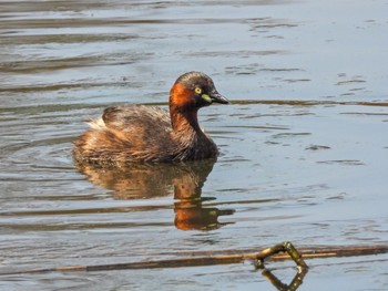 Little Grebe Kitamoto Nature Observation Park Sat, 3/30/2024