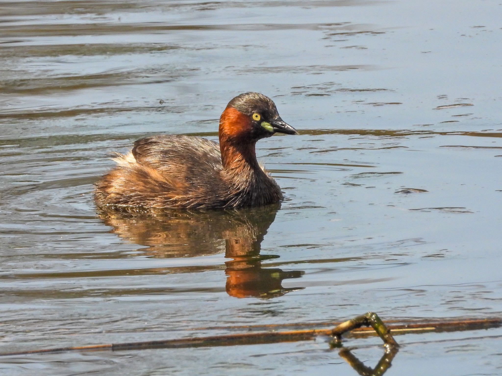 Photo of Little Grebe at Kitamoto Nature Observation Park by クロやん