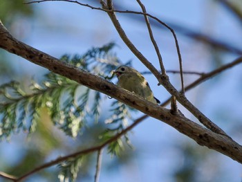 Goldcrest Kitamoto Nature Observation Park Sat, 3/30/2024