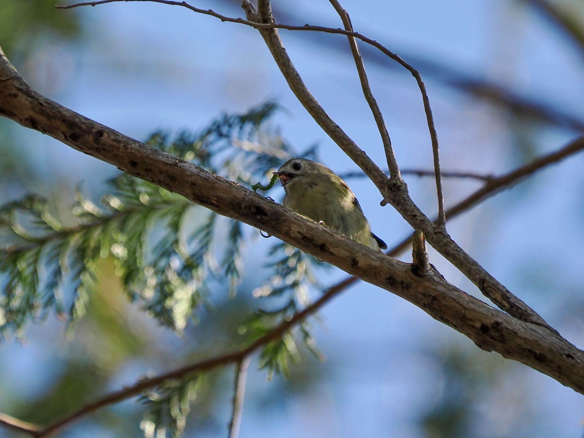 Goldcrest