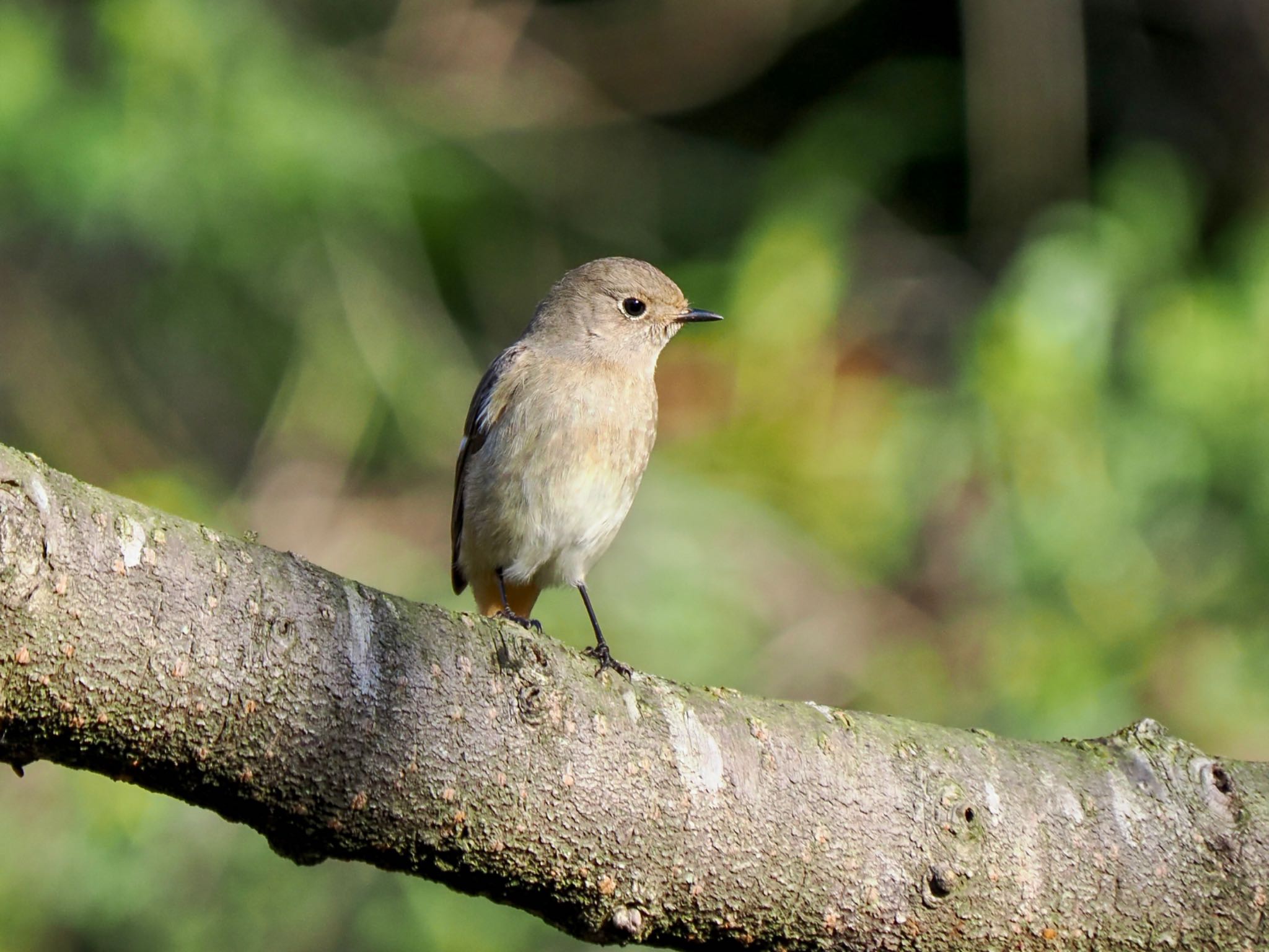 Daurian Redstart