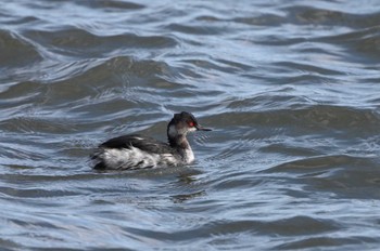 Black-necked Grebe 西の湖（滋賀県） Sat, 2/24/2024