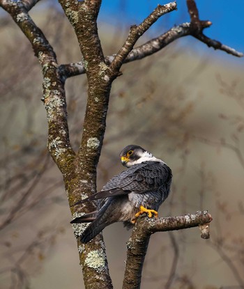 Peregrine Falcon 栃木県 Sat, 4/13/2024