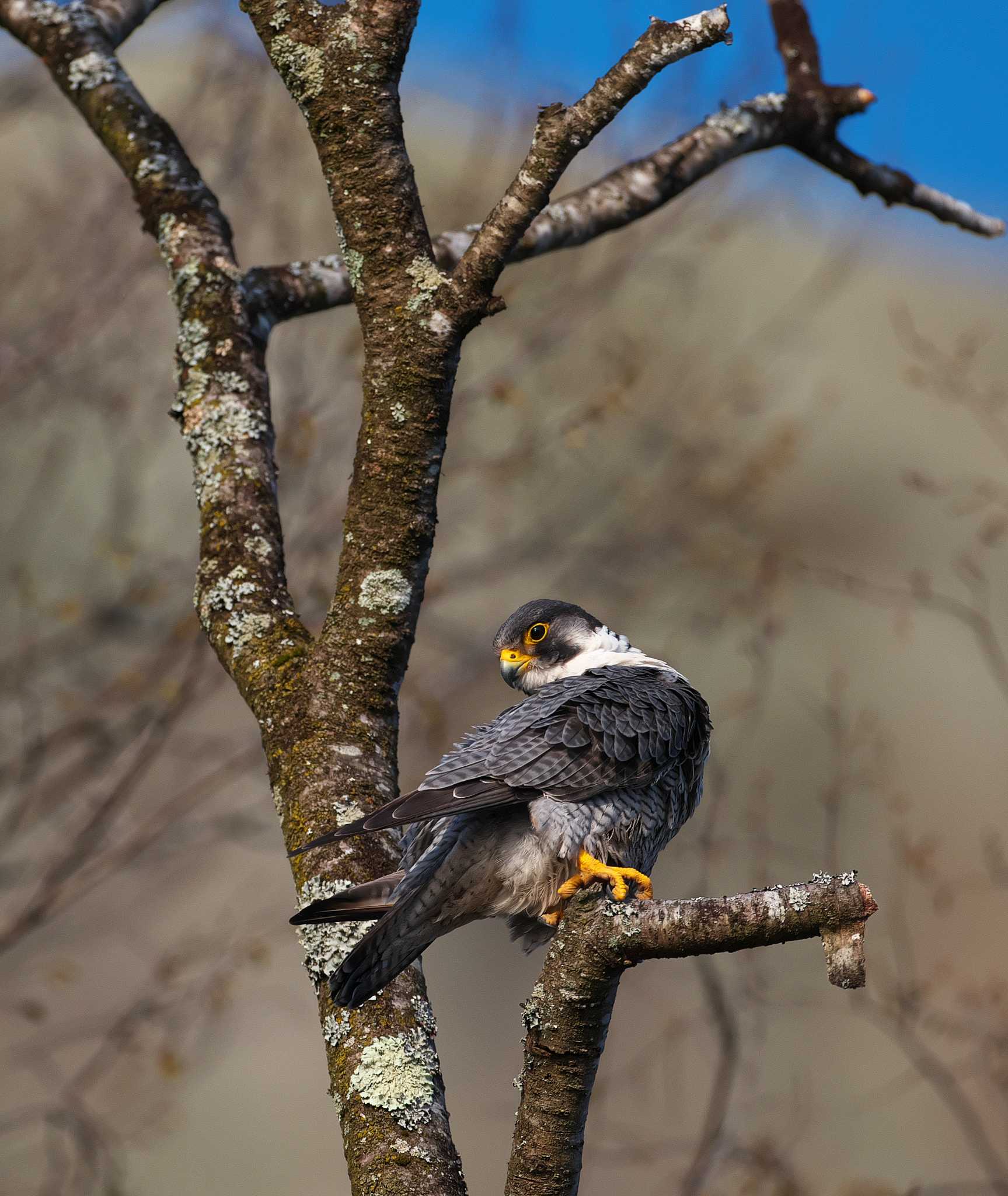 Photo of Peregrine Falcon at 栃木県 by snipe