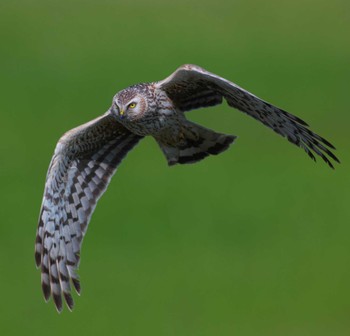 Hen Harrier 群馬県 Sat, 4/13/2024