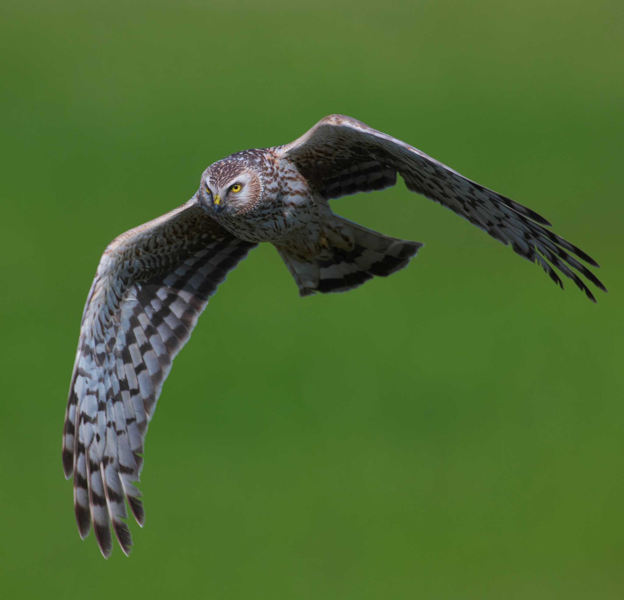 Photo of Hen Harrier at 群馬県 by snipe