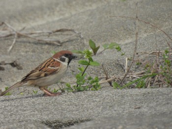 Eurasian Tree Sparrow Watarase Yusuichi (Wetland) Sat, 4/13/2024