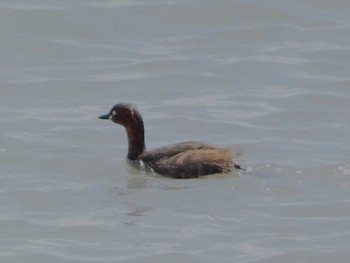 Little Grebe 富士川河口 Sat, 4/6/2024