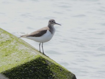 Common Sandpiper 富士川河口 Sat, 4/6/2024