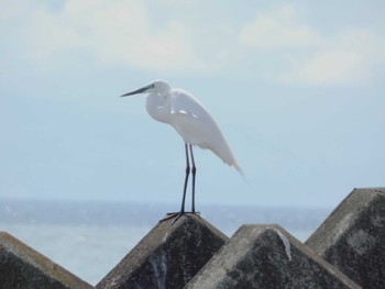 2024年4月6日(土) 富士川河口の野鳥観察記録