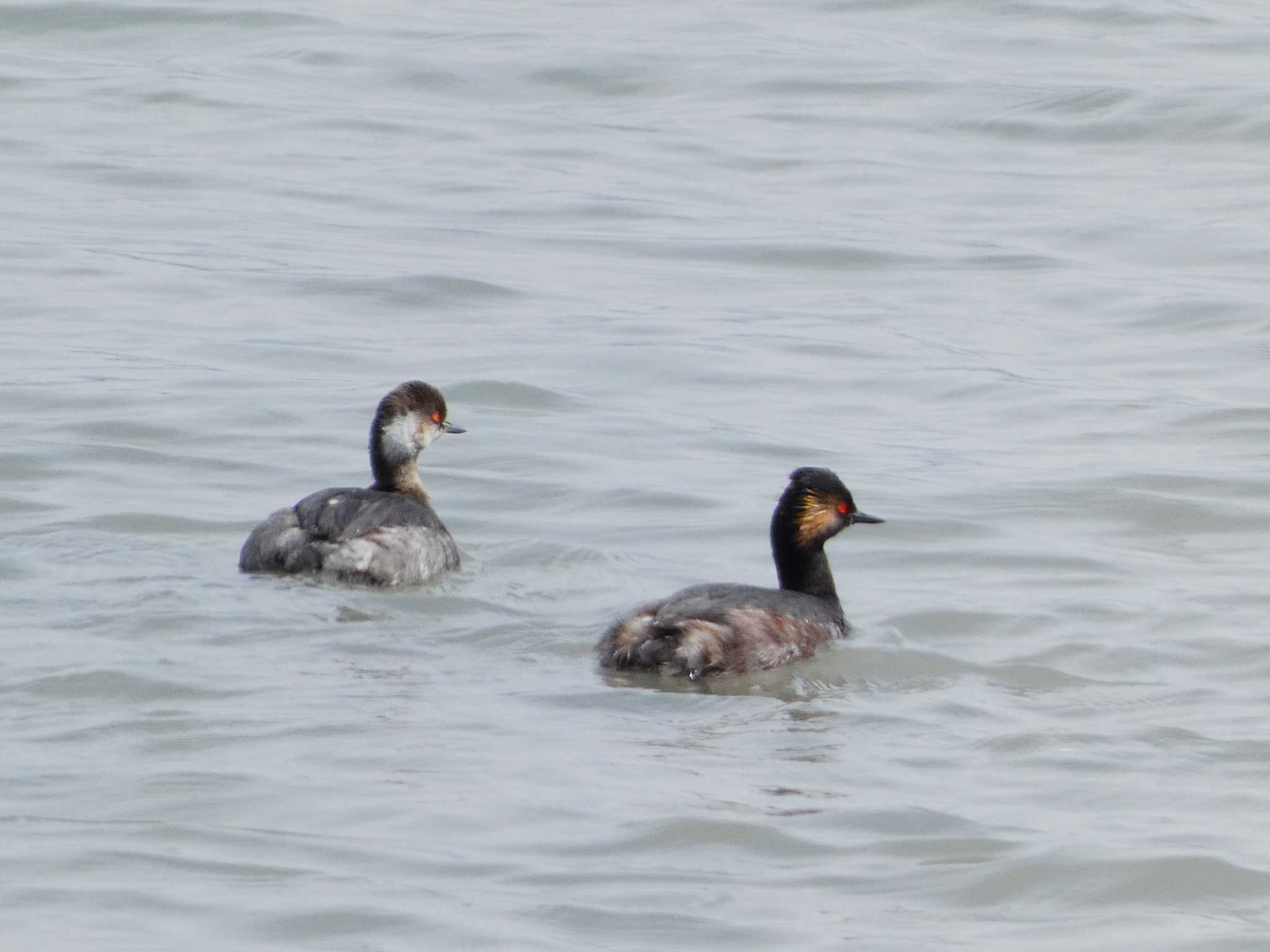 Photo of Black-necked Grebe at 富士川河口 by koshi