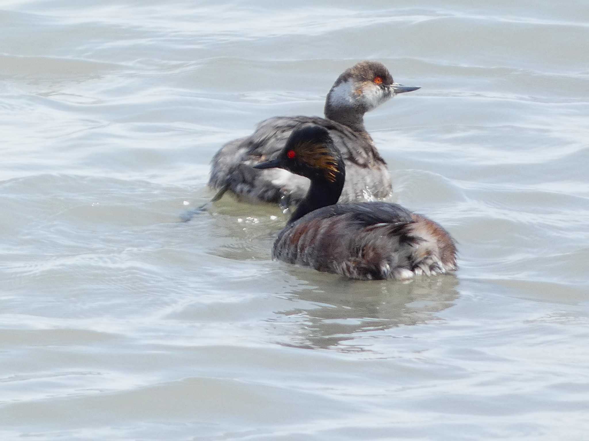 Black-necked Grebe