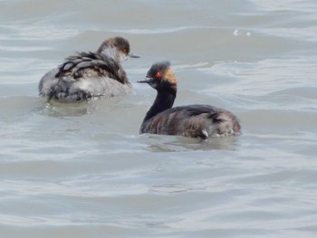 Black-necked Grebe 富士川河口 Sat, 4/6/2024