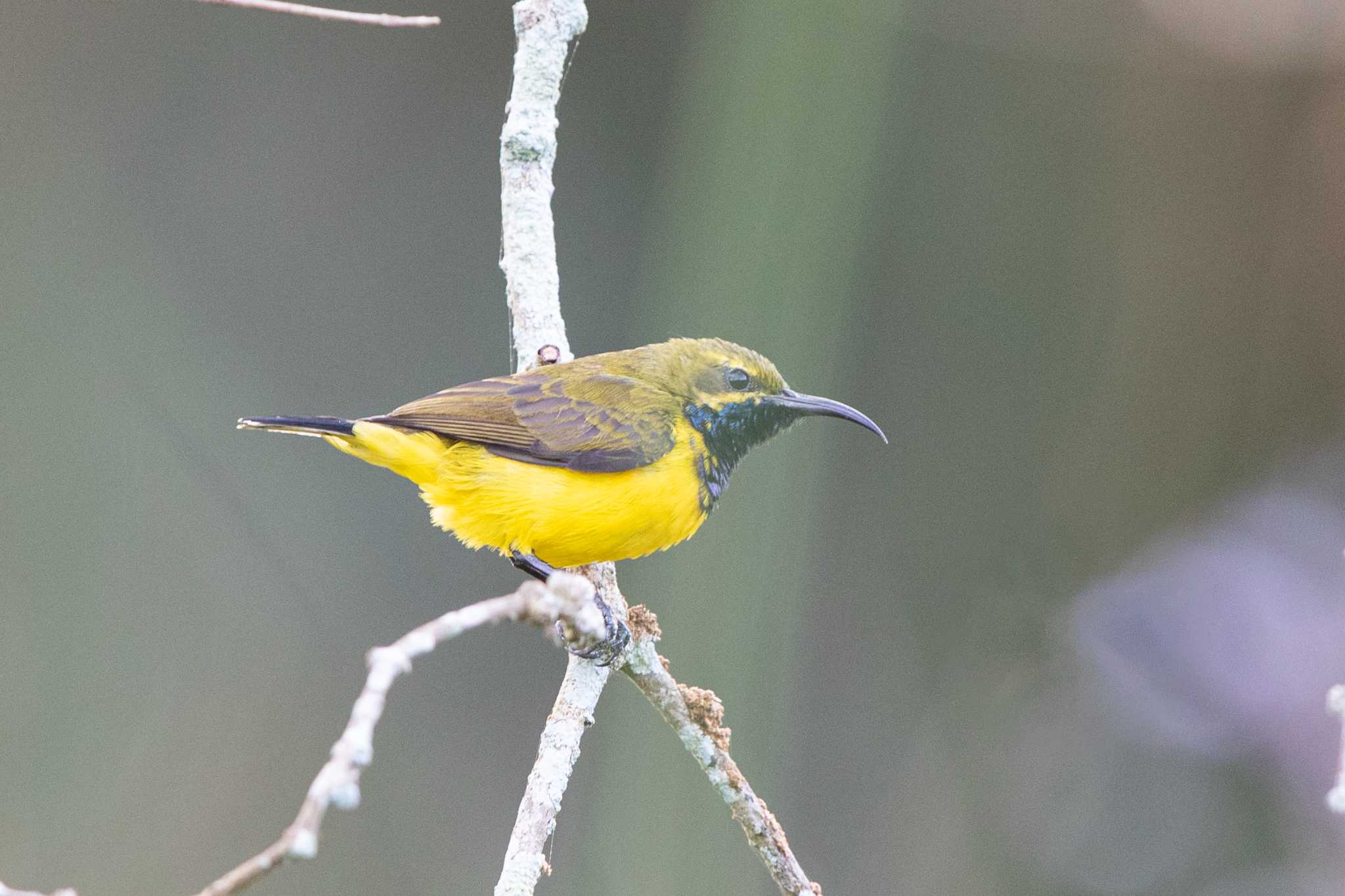 Photo of Sahul Sunbird at Gardenia Country inn by Trio