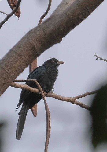 Asian Koel Wachirabenchathat Park(Suan Rot Fai) Fri, 4/12/2024