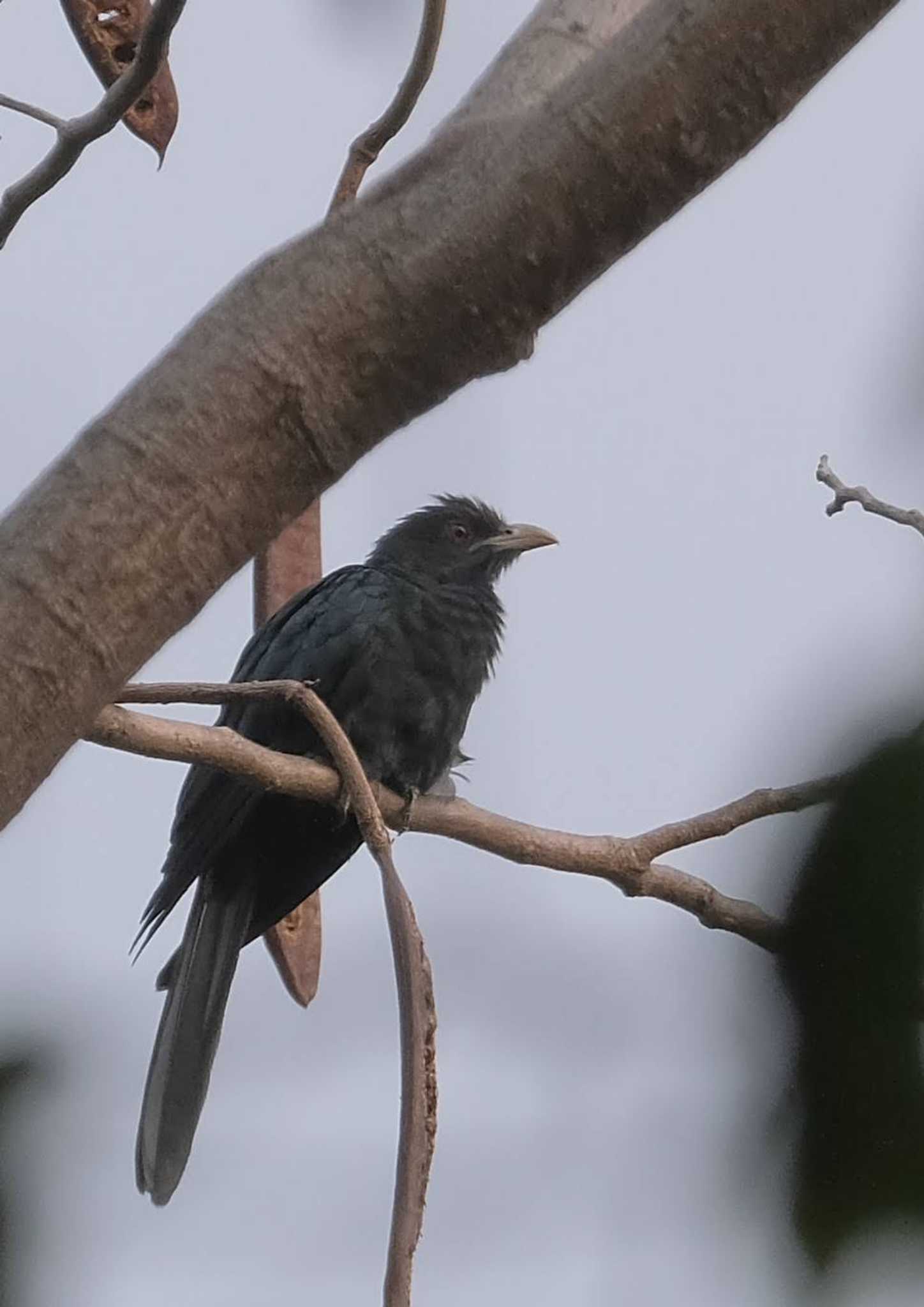 Asian Koel