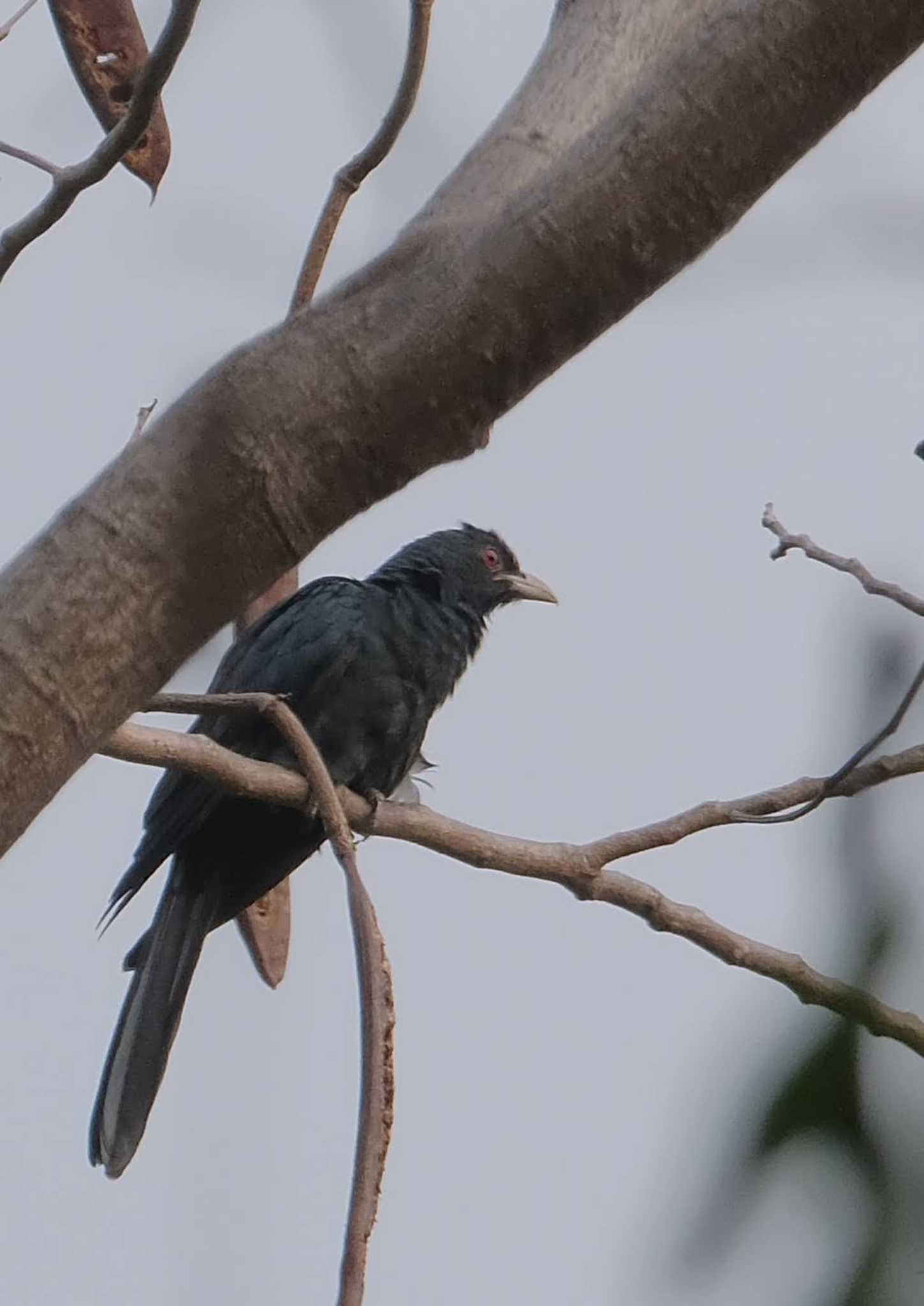 Asian Koel