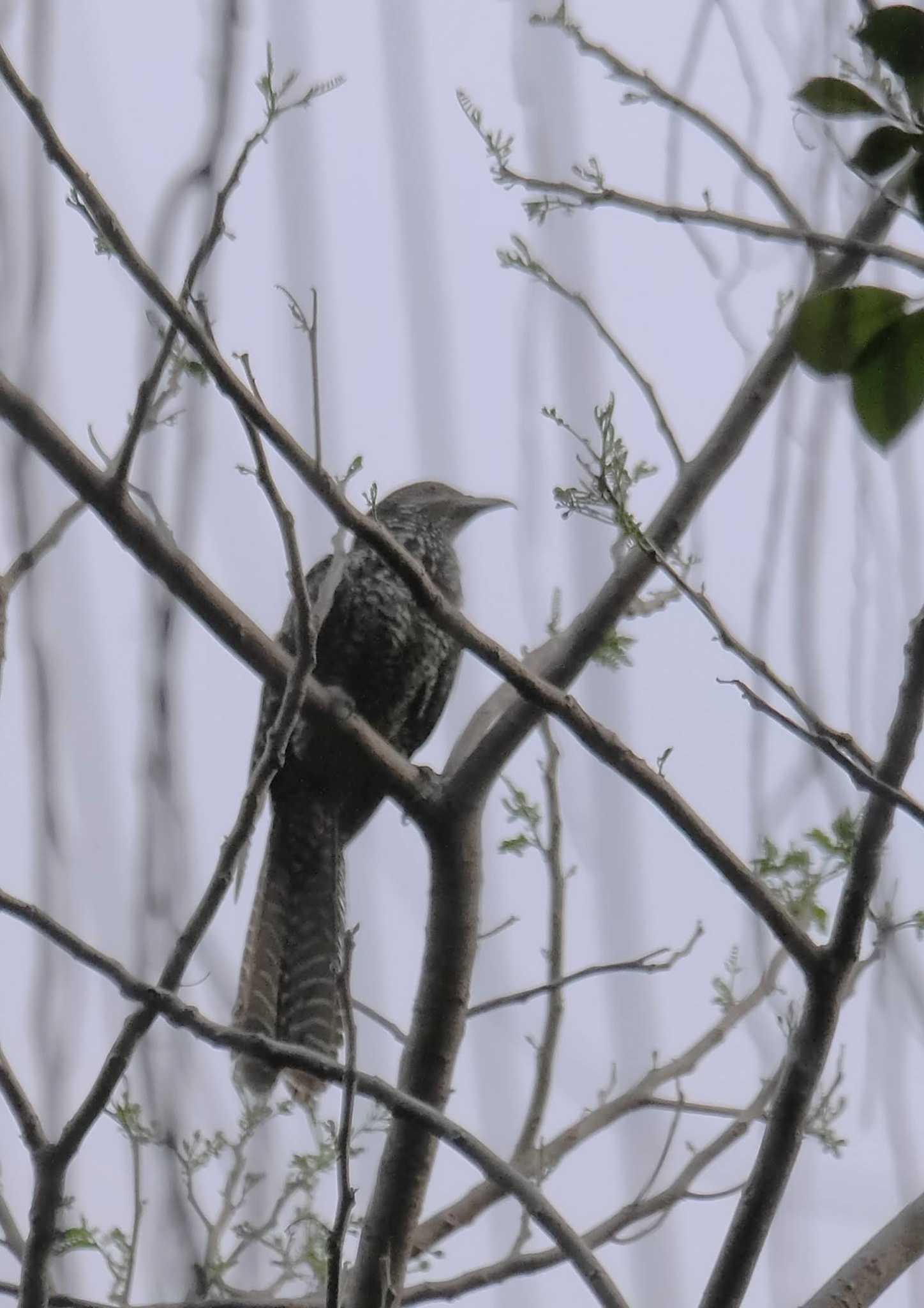 Asian Koel