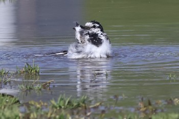 2024年3月29日(金) 多摩川の野鳥観察記録