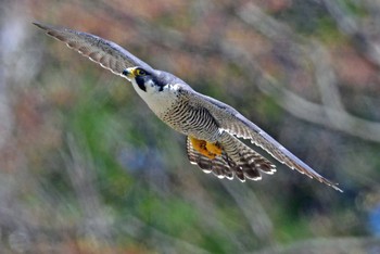 ハヤブサ 青葉山公園 2024年4月13日(土)