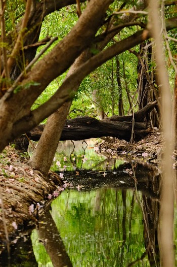 未同定 Wachirabenchathat Park(Suan Rot Fai) 2024年4月12日(金)