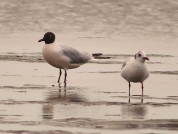 ユリカモメ ふなばし三番瀬海浜公園 2024年4月13日(土)