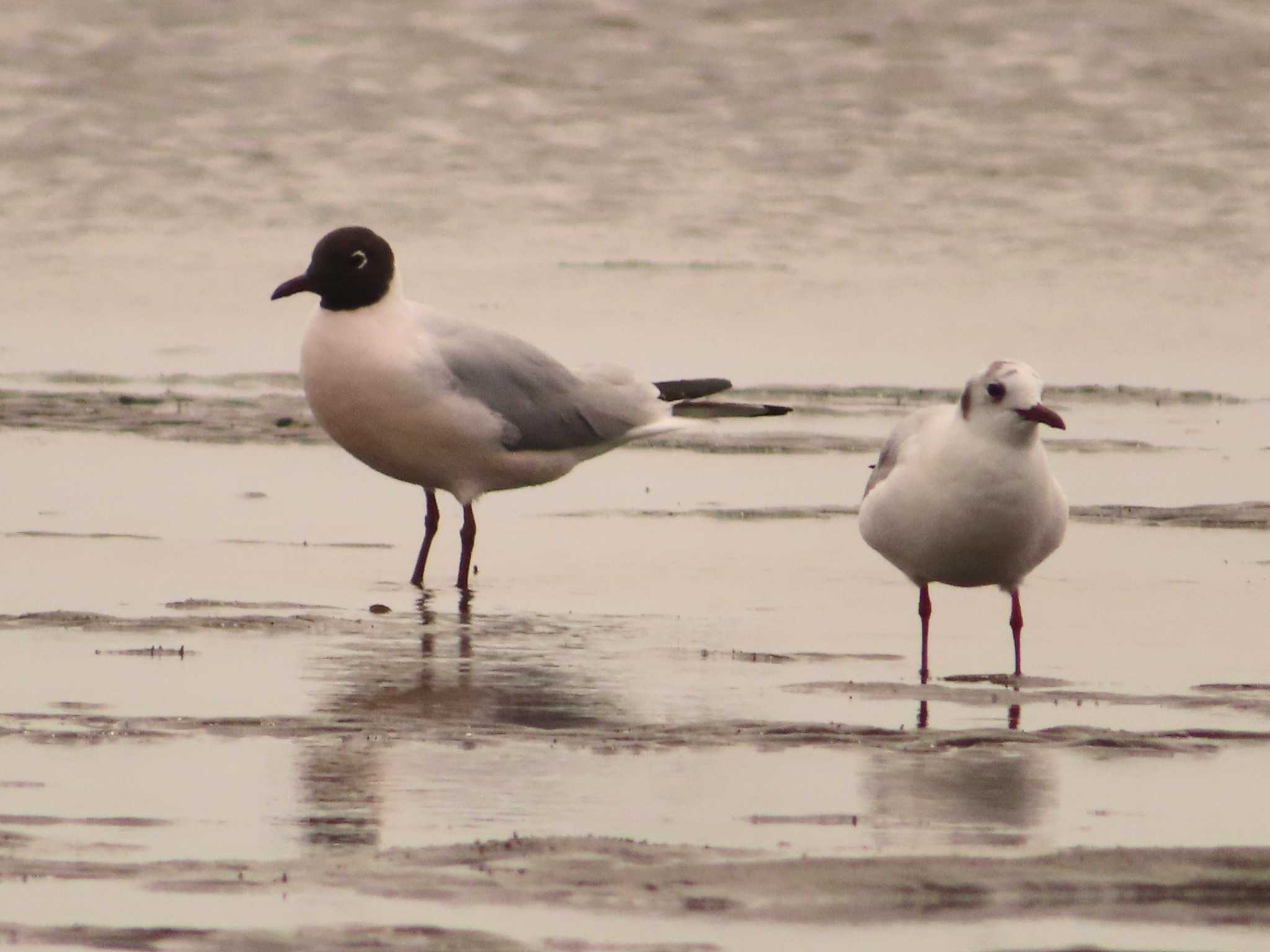 Photo of Black-headed Gull at Sambanze Tideland by ゆ