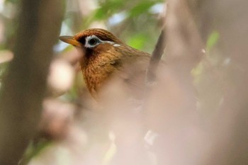 ガビチョウ 東京港野鳥公園 2024年4月13日(土)