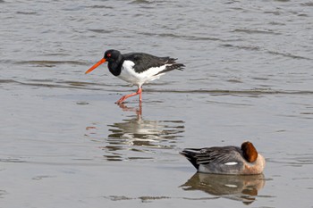 Eurasian Oystercatcher 甲子園浜(兵庫県西宮市) Sat, 4/13/2024