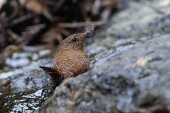 Eurasian Wren Unknown Spots Sat, 4/13/2024