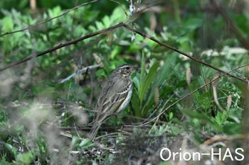 Olive-backed Pipit 東京都多摩地域 Sat, 4/13/2024