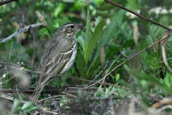 Olive-backed Pipit 東京都多摩地域 Sat, 4/13/2024