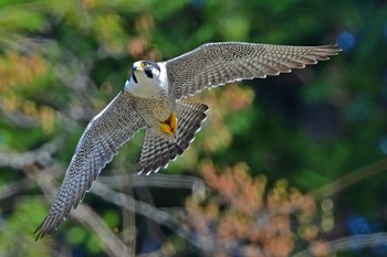 ハヤブサ 青葉山公園 2024年4月13日(土)